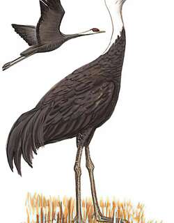 白头鹤 / Hooded Crane / Grus monacha