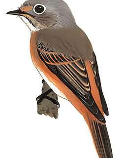 棕尾褐鹟 / Ferruginous Flycatcher / Muscicapa ferruginea