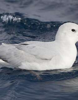 银灰暴风鹱 / Southern Fulmar / Fulmarus glacialoides