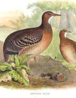 棕穴䳍 / Thicket Tinamou / Crypturellus cinnamomeus