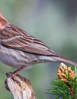 卡氏朱雀 / Cassin’s Finch / Haemorhous cassinii