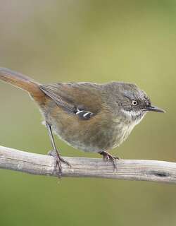 褐色丝刺莺 / Tasmanian Scrubwren / Sericornis humilis