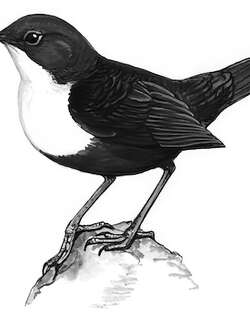 河乌 / White-throated Dipper / Cinclus cinclus