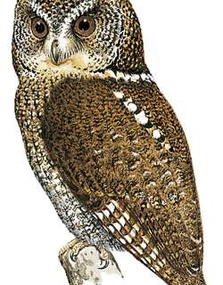 棉兰角鸮 / Mindanao Scops Owl / Otus mirus
