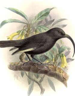 黑监督吸蜜鸟 / Black Mamo / Drepanis funerea