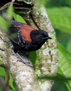 黑巾蚁鹩 / Black-hooded Antwren / Formicivora erythronotos