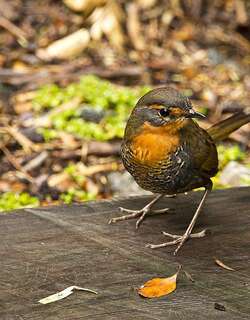 智利窜鸟 / Chucao Tapaculo / Scelorchilus rubecula
