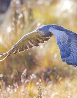 鵟雕 / Black-chested Buzzard-Eagle / Geranoaetus melanoleucus