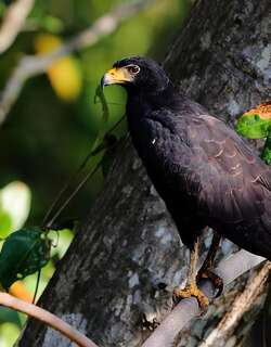黑鸡鵟 / Common Black Hawk / Buteogallus anthracinus