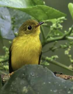 柠黄仙鹟 / Citrine Canary-flycatcher / Culicicapa helianthea