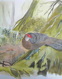 海南孔雀雉 / Hainan Peacock-Pheasant / Polyplectron katsumatae