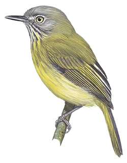 纹颈哑霸鹟 / Stripe-necked Tody-Tyrant / Hemitriccus striaticollis