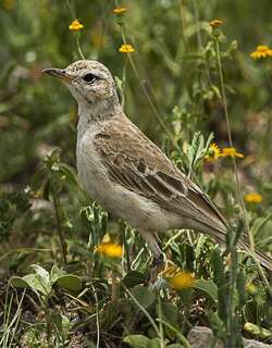 纯背鹨 / Plain-backed Pipit / Anthus leucophrys