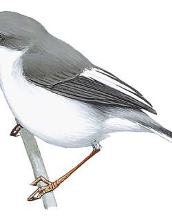 卡拉娇莺 / Karamoja Apalis / Apalis karamojae