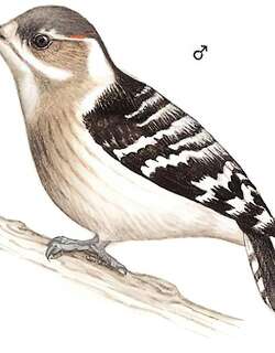 小星头啄木鸟 / Japanese Pygmy Woodpecker / Yungipicus kizuki