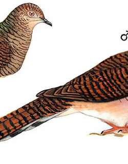 斑尾鹃鸠 / Barred Cuckoo-Dove / Macropygia unchall