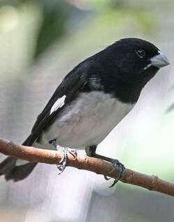 黑白食籽雀 / Black-and-white Seedeater / Sporophila luctuosa