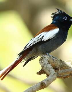 非洲寿带 / African Paradise Flycatcher / Terpsiphone viridis