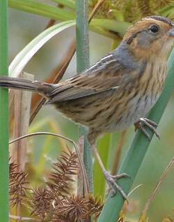 纳氏沙鹀 / Nelson’s Sparrow / Ammospiza nelsoni