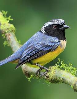 棕胸山裸鼻雀 / Buff-breasted Mountain Tanager / Dubusia taeniata