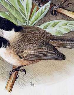 黑喉山雀 / Black-bibbed Tit / Poecile hypermelaenus