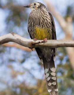 黄垂蜜鸟 / Yellow Wattlebird / Anthochaera paradoxa