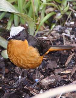 白顶歌䳭 / White-crowned Robin-Chat / Cossypha albicapillus