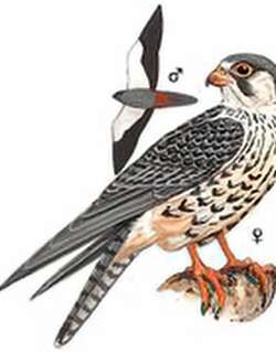 阿穆尔隼 / Amur Falcon