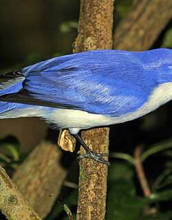 蓝钩嘴鵙 / Blue Vanga / Cyanolanius madagascarinus