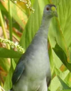 淡青水鸡 / Azure Gallinule / Porphyrio flavirostris