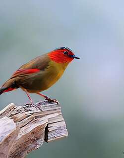 红翅薮鹛 / Scarlet-faced Liocichla / Liocichla ripponi