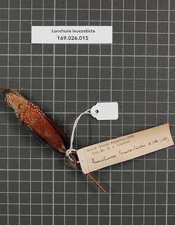白斑文鸟 / White-spotted Mannikin / Lonchura leucosticta