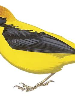 金背织雀 / Preuss’s Weaver / Ploceus preussi