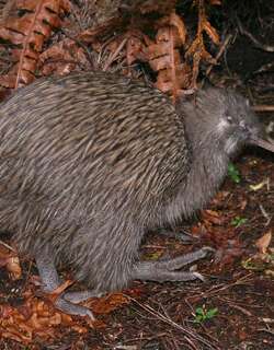 褐几维 / Southern Brown Kiwi / Apteryx australis