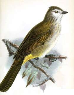 淡脸鹎 / Pale-faced Bulbul / Pycnonotus leucops