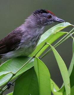 大红头树鹛 / Rufous-crowned Babbler / Malacopteron magnum