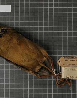 施氏八色鸫 / Schneider’s Pitta / Hydrornis schneideri