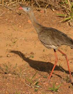 红腿叫鹤 / Red-legged Seriema / Cariama cristata