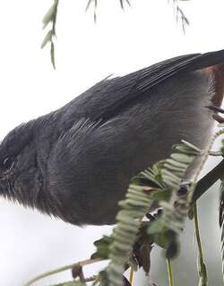 栗腹锥嘴雀 / Chestnut-vented Conebill / Conirostrum speciosum