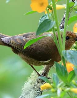 白胁刺花鸟 / White-sided Flowerpiercer / Diglossa albilatera