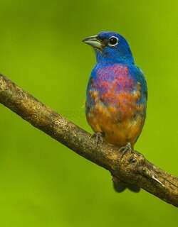 粉腹彩鹀 / Rose-bellied Bunting / Passerina rositae