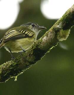 黄羽缘霸鹟 / Yellow-margined Flatbill / Tolmomyias flavotectus