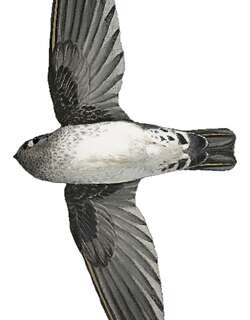 东南金丝燕 / Tenggara Swiftlet / Collocalia sumbawae