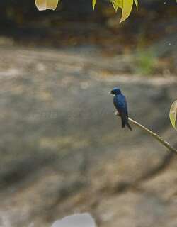白喉蓝燕 / White-bibbed Swallow / Hirundo nigrita