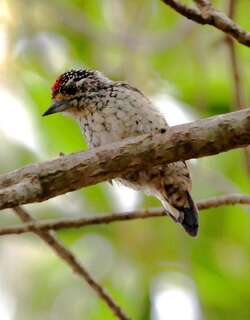 白尾姬啄木鸟 / White-wedged Piculet / Picumnus albosquamatus
