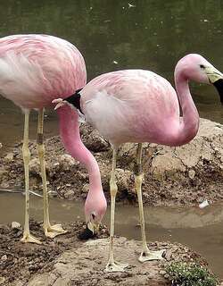 安第斯红鹳 / Andean Flamingo / Phoenicoparrus andinus
