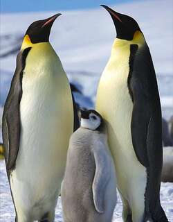 帝企鹅 / Emperor Penguin / Aptenodytes forsteri