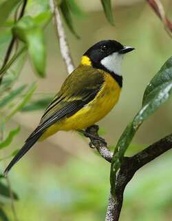 金啸鹟 / Australian Golden Whistler / Pachycephala pectoralis