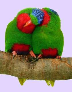 蓝冠鹦鹉 / Blue-crowned Lorikeet / Vini australis