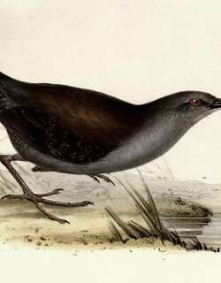 加岛田鸡 / Galapagos Crake / Laterallus spilonota